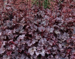 Heuchera 'Plum Pudding (PBR)' (coral bells)