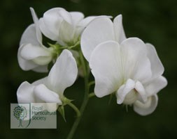 everlasting sweet pea