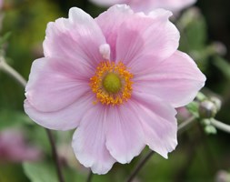 Anemone x hybrida 'Elegans' (Japanese anemone)