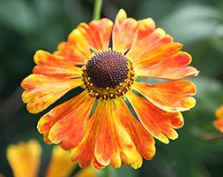 Helenium 'Waltraut' (sneezeweed ( syn Waldtraut ))