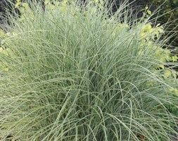 silver grass