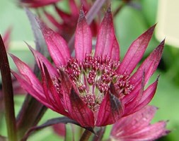 masterwort