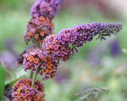 butterfly bush