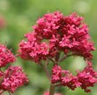 red valerian