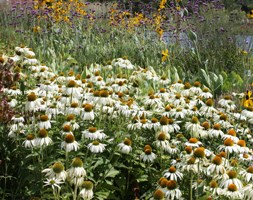 White Swan Flower