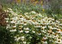 coneflower
