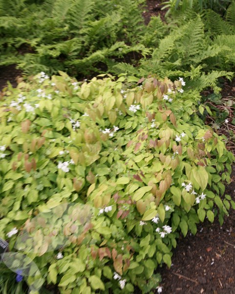 barrenwort barrenwort