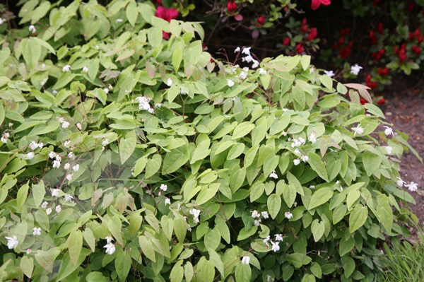 barrenwort barrenwort