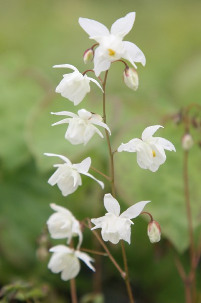 barrenwort barrenwort