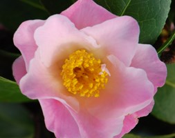 Camellia x williamsii 'Tiptoe' (camellia)