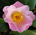 camellia