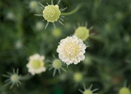 small scabious
