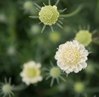 small scabious