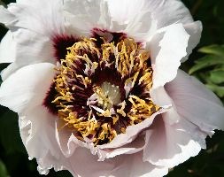 Paeonia rockii 'Xue Lian' (tree peony / tree paeony (syn Snowy Lotus))