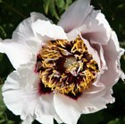 tree peony / tree paeony