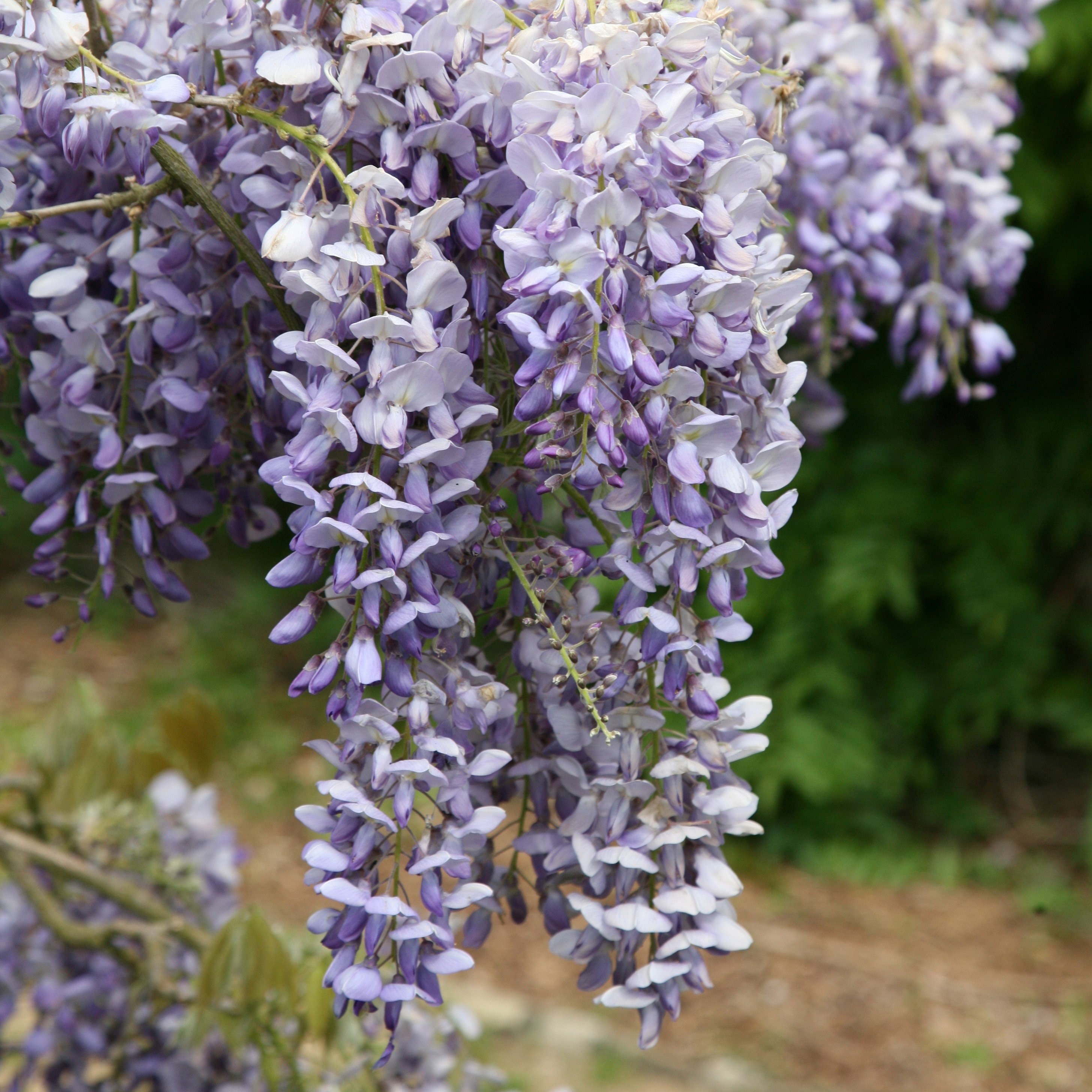 Chinese wisteria