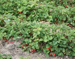 strawberry - late season fruiting