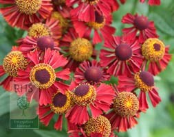 sneezeweed
