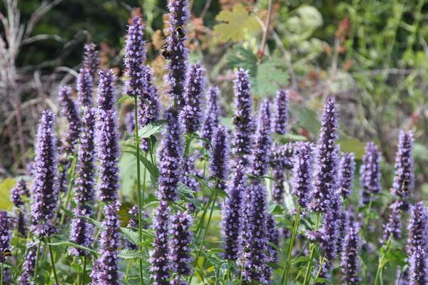 hyssop hyssop