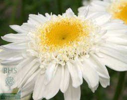 shasta daisy
