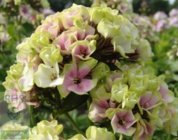 perennial phlox