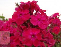 border phlox