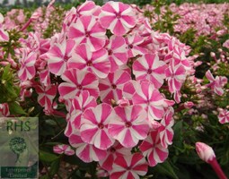 border phlox
