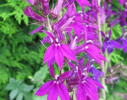 Lobelia x speciosa 'Hadspen Purple' (PBR) (lobelia)