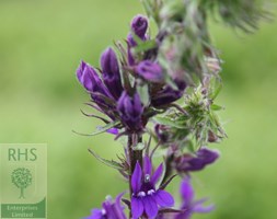 lobelia