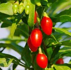 goji berry