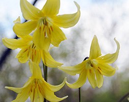 Erythronium 'Pagoda' (dog's tooth violet bulbs)