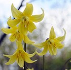 dog's tooth violet