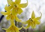 dog's tooth violet bulbs