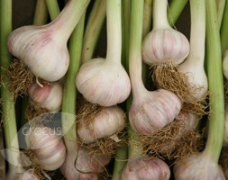 garlic (hardneck) bulb