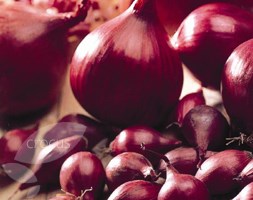 onion sets
