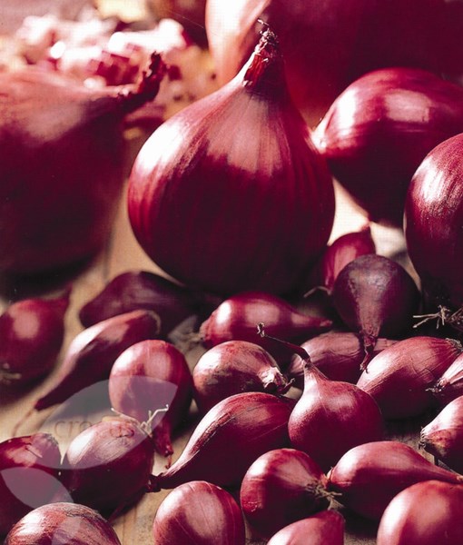 onion sets onion sets