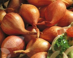 onion sets