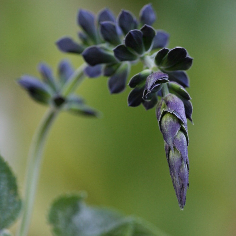 sage sage