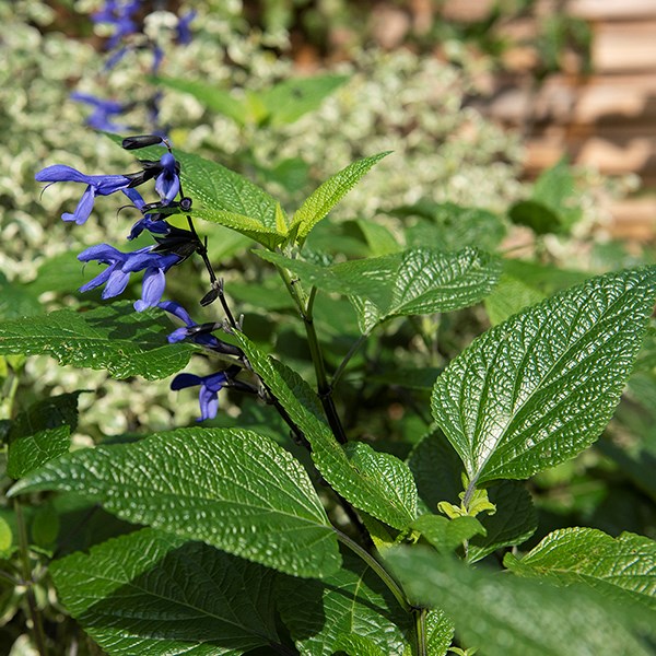sage sage