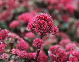 stonecrop
