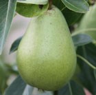 family pear