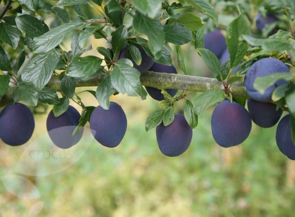 damson damson