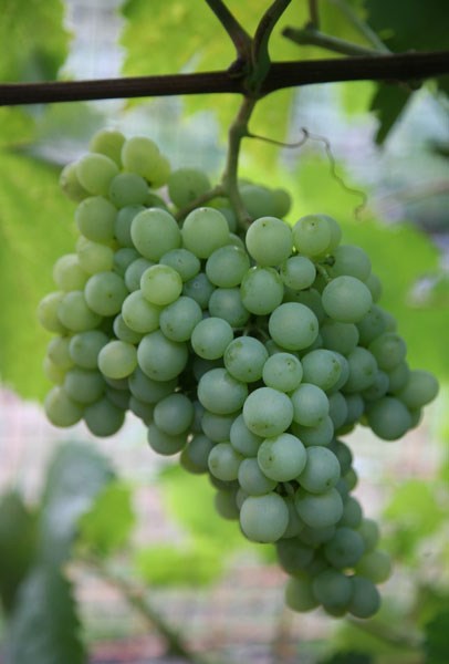 white wine grape white wine grape