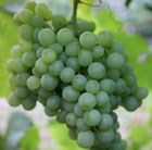 white outdoor grape