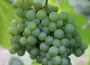 white wine grape