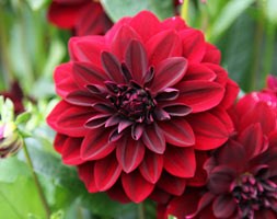 arabian night dahlia