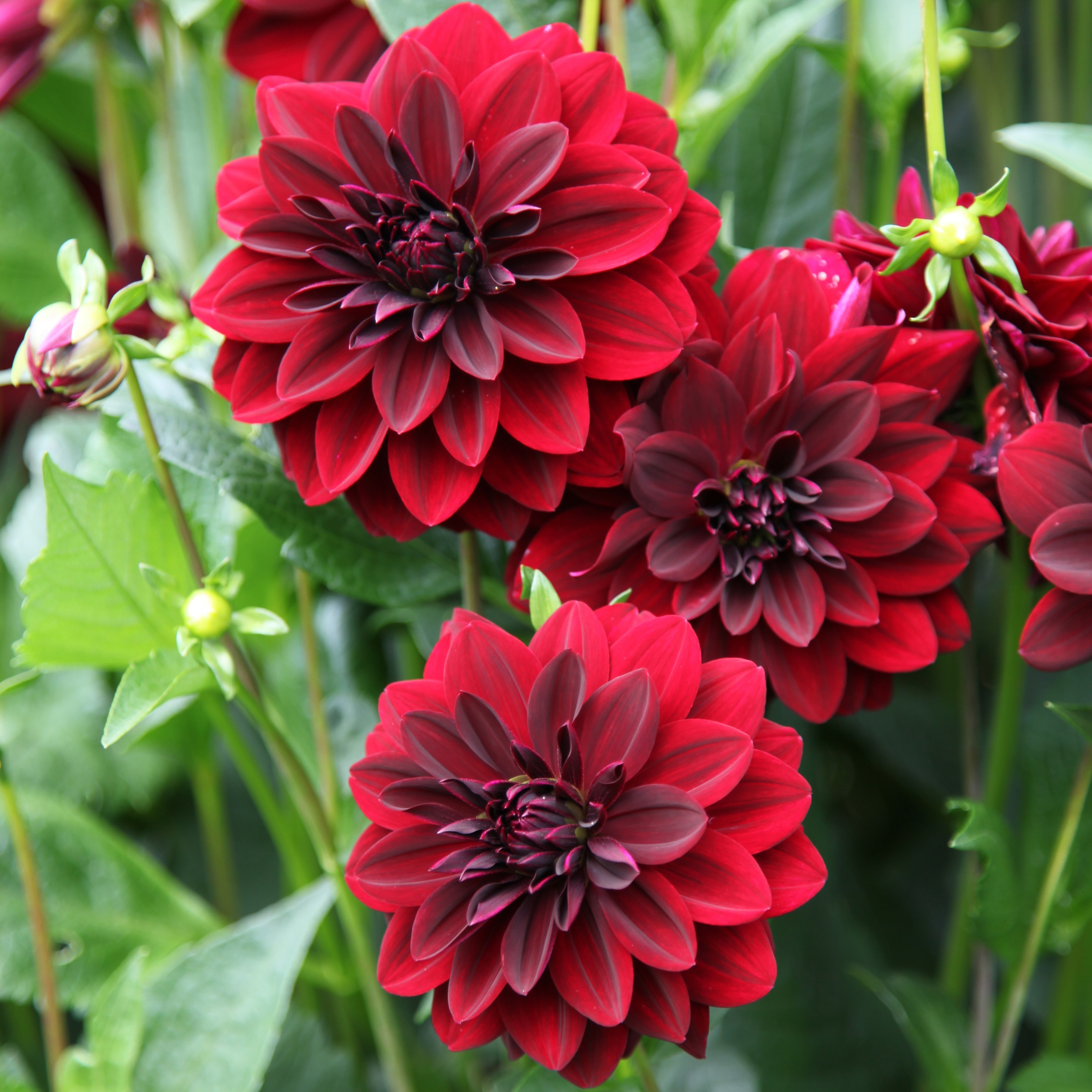 dahlia bulbs