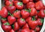 strawberry Sonata  - mid season fruiting