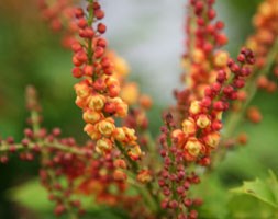 Mahonia nitens 'Cabaret' (PBR) (mahonia)