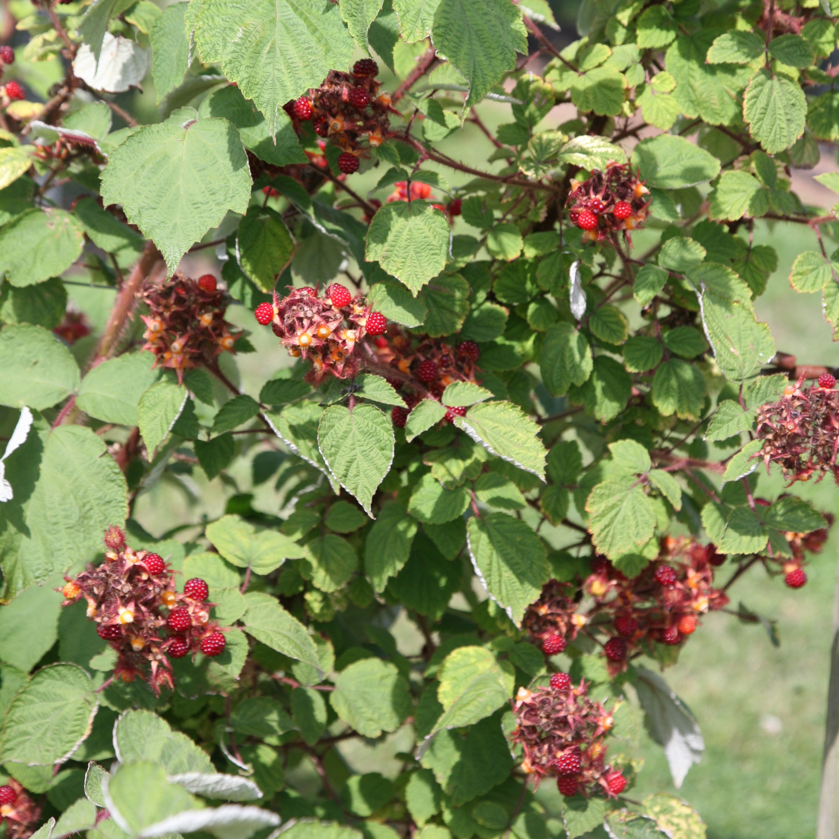 Japanese wineberry